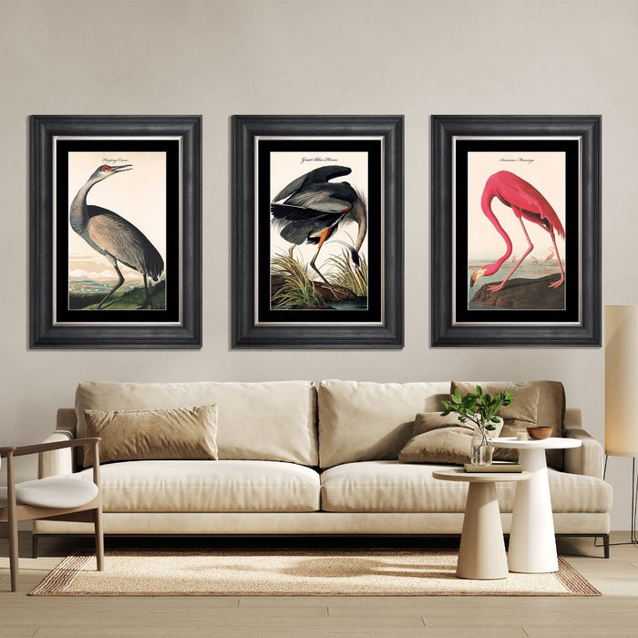 Hooping Crane Framed Print - last one remaining