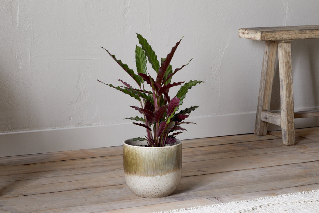 Almeida Reactive Glaze Plant Pot Olive Natural
