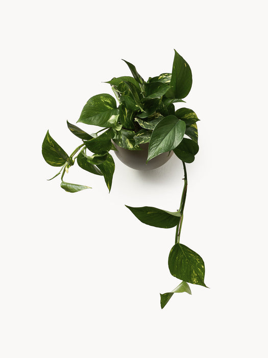 Globe Metal Wall Cover Pot