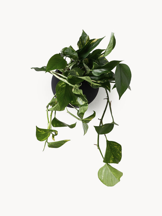 Globe Metal Wall Cover Pot
