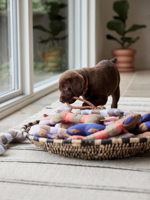 Dog Toy Ashi in Bone Shape Various Sizes