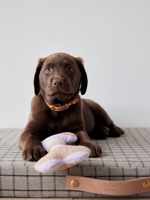 Dog Toy Ashi in Bone Shape in various sizes