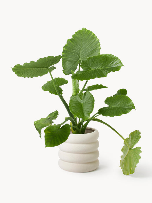 Rudi Cover Pot, H 30 cm