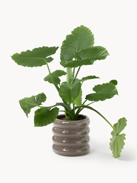 Rudi Cover Pot, H 30 cm