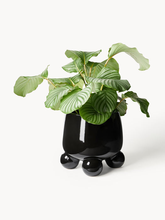 Large Cover Pot Olea H 32 cm