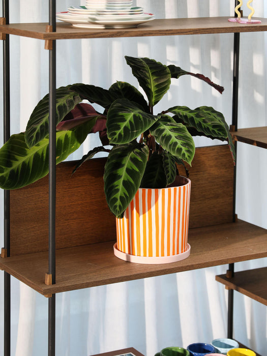 Hand-Painted Porcelain Plant Pot Ray