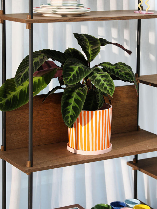 Hand-Painted Porcelain Plant Pot Ray