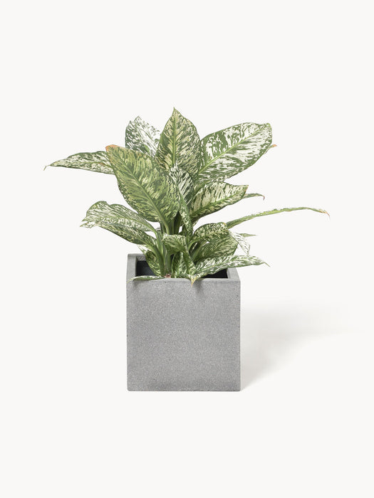 Tuscany Outdoor Concrete Cover Pot, H 30 cm