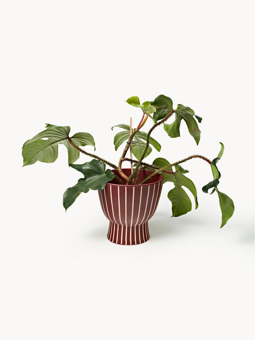 Hand-Painted Cover Pot Elio H 23 cm