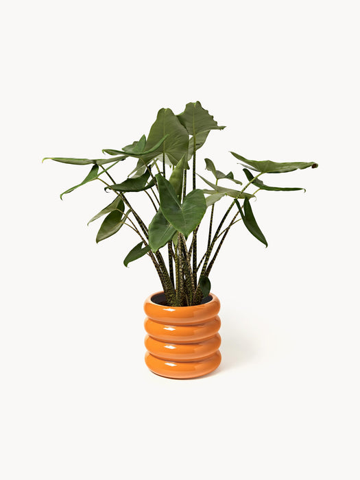 Rudi Cover Pot, H 30 cm