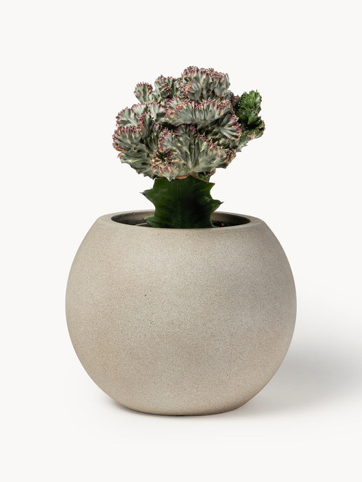 Tuscany Outdoor Concrete Cover Pot, H 21 cm