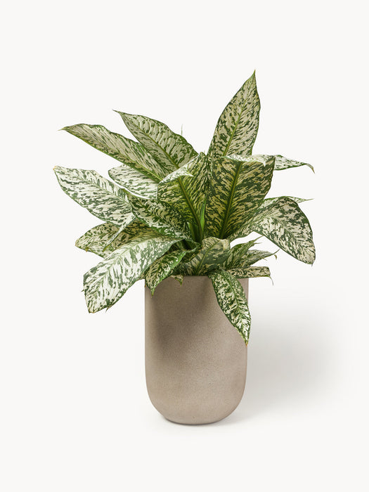 Tuscany Outdoor Concrete Cover Pot, H 40 cm