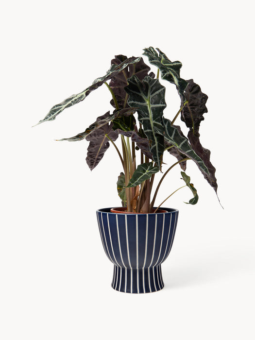 Elio Hand-Painted Cover Pot, H 23 cm
