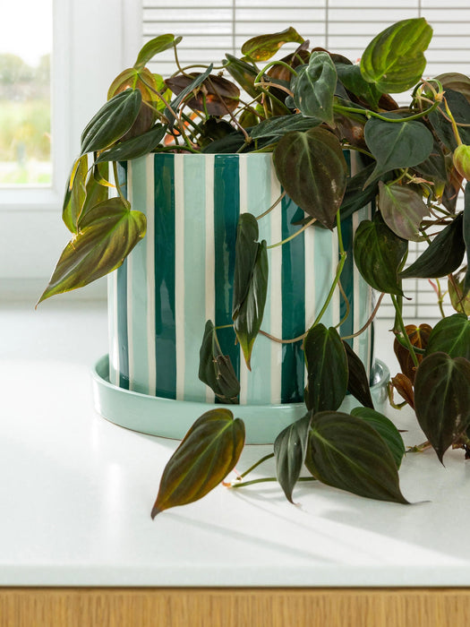 Hand-Painted Plant Pot Clash
