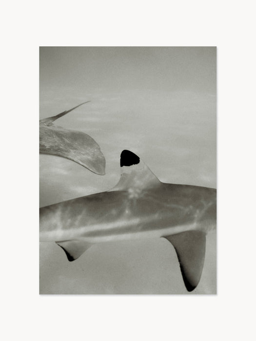 Poster Abyssal