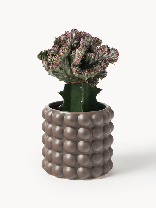Stoneware Cover Pot Bob H 15 cm