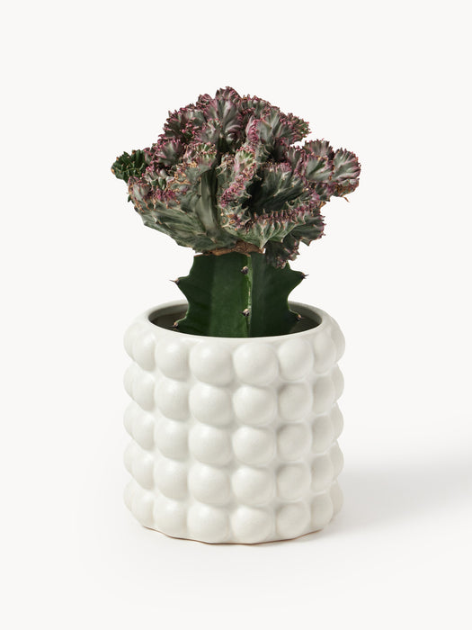 Stoneware Cover Pot Bob H 15 cm
