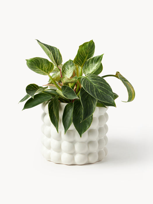 Stoneware Cover Pot Bob H 18 cm