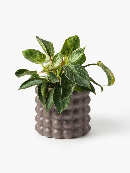 Stoneware Cover Pot Bob H 18 cm