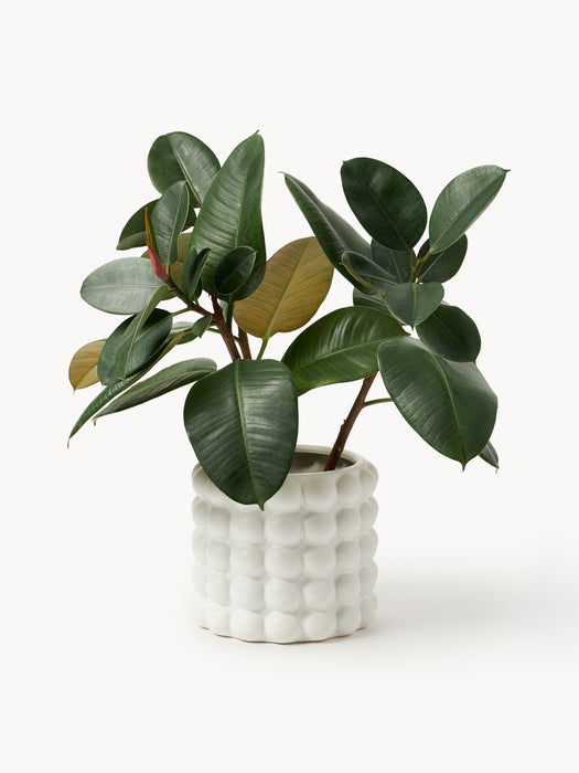 Stoneware Cover Pot Bob H 21 cm