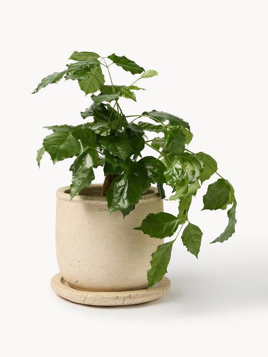 Outdoor Terracotta Plant Pot Terra H 18 cm