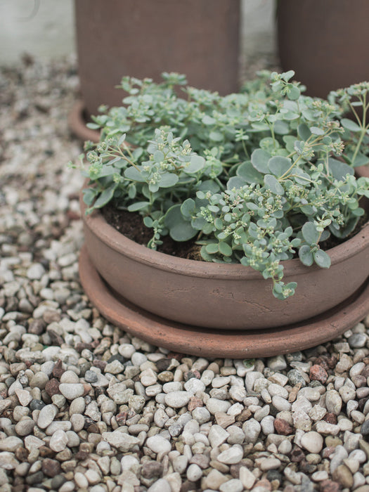 Outdoor Terracotta Plant Pot Terra, H 11 cm