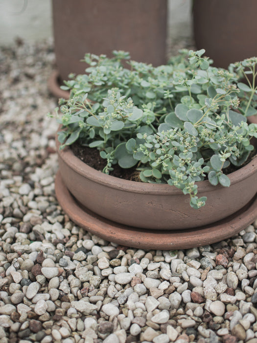 Outdoor Terracotta Plant Pot Terra H 11 cm