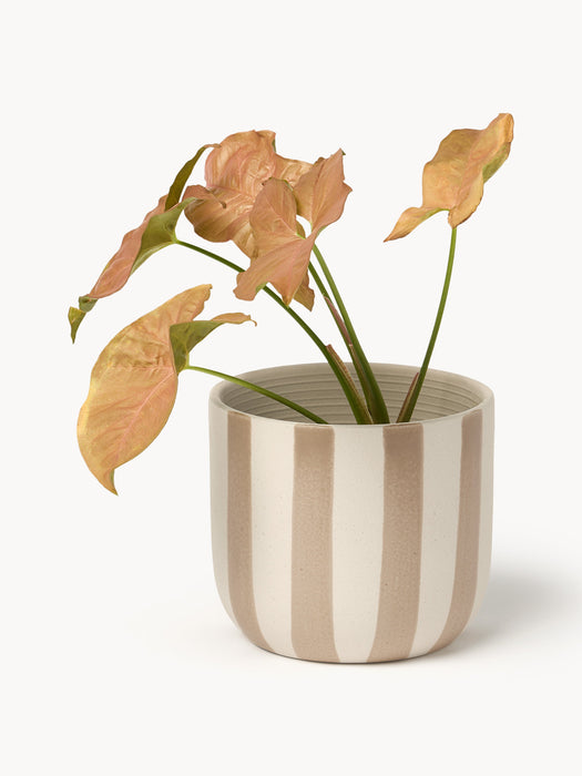 Hand-Painted Cover Pot Ellen H 12 cm
