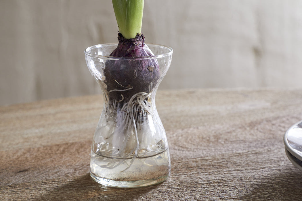 Enir Hyacinth Vase Clear
