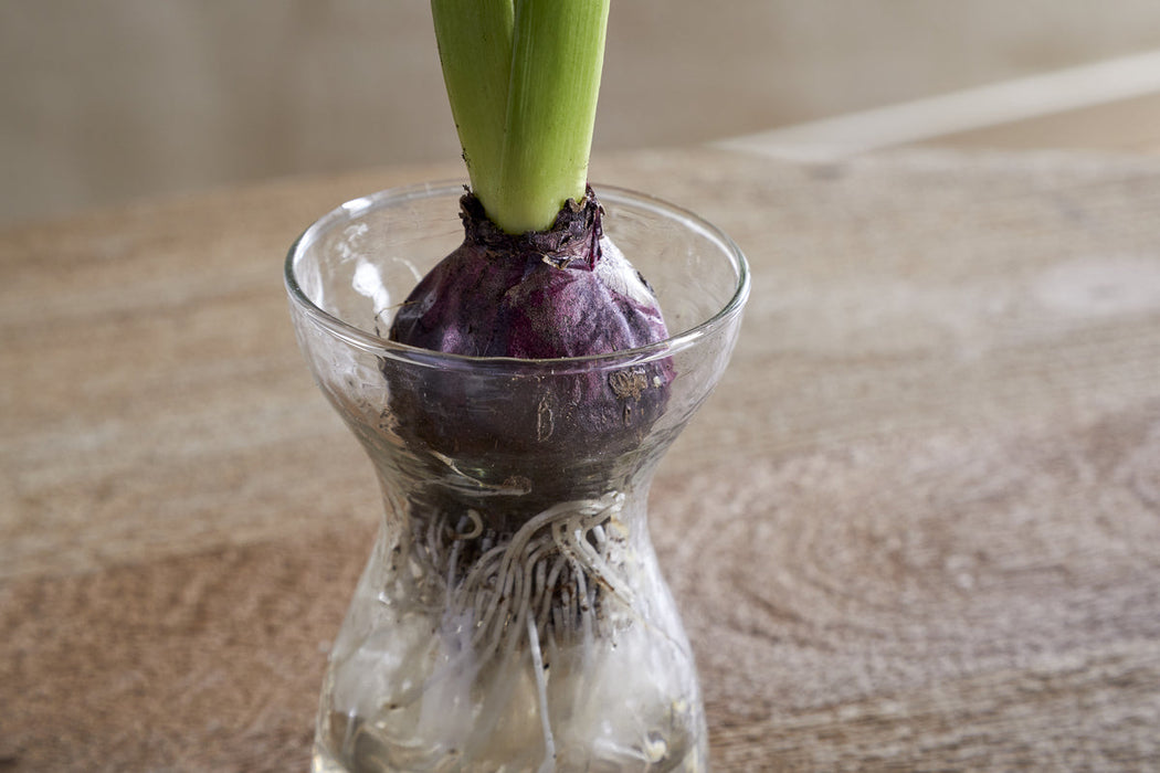 Enir Hyacinth Vase Clear