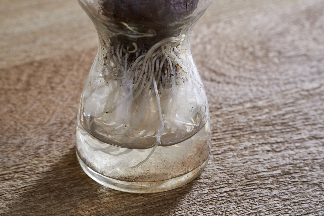 Enir Hyacinth Vase Clear