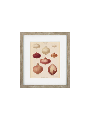 Vintage Veg III Framed Art Print