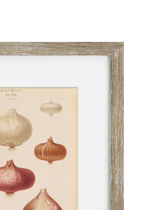 Vintage Veg III Framed Art Print
