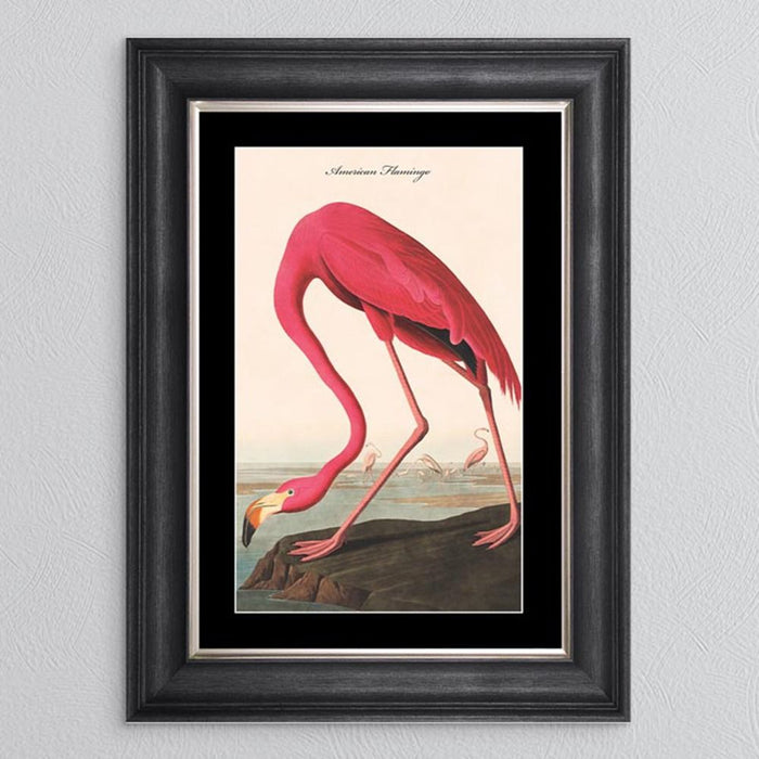 American Flamingo Frame Print - In Stock