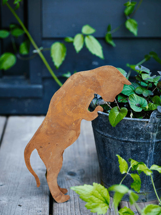 Rusty Red Peering Cat