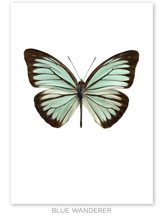 Three Large Framed Butterfly Prints