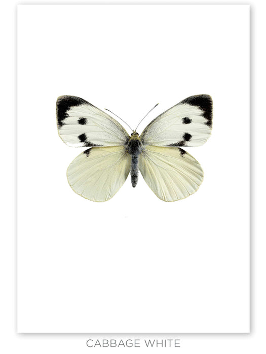 Three Large Framed Butterfly Prints