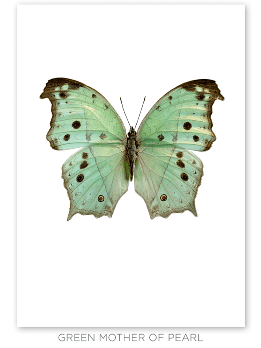 Three Large Framed Butterfly Prints