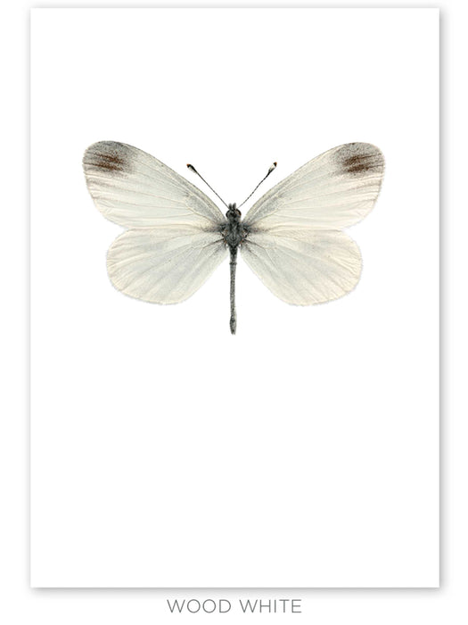 Four Medium Framed Butterfly Prints