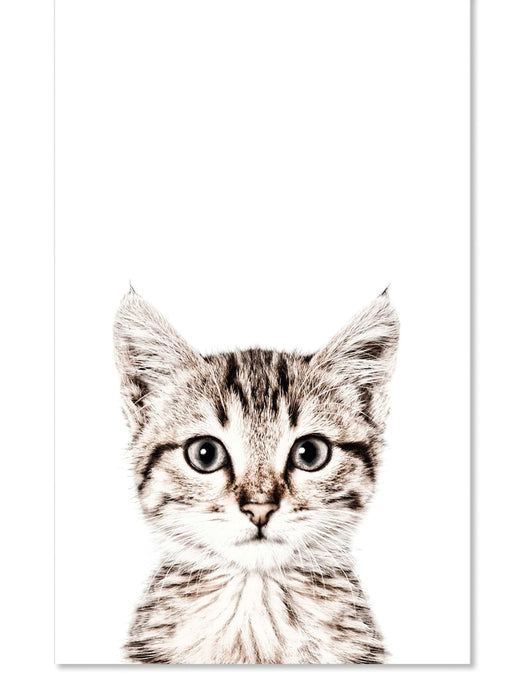 Magna Cat Wallpaper