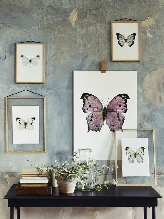 Three Large Framed Butterfly Prints