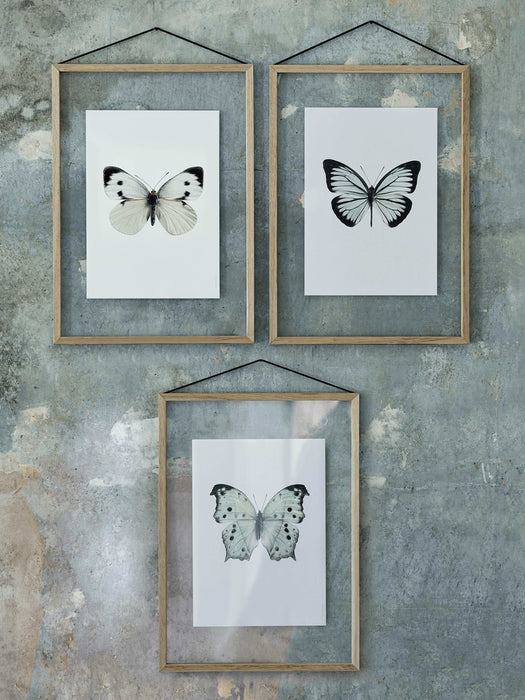 Three Large Framed Butterfly Prints