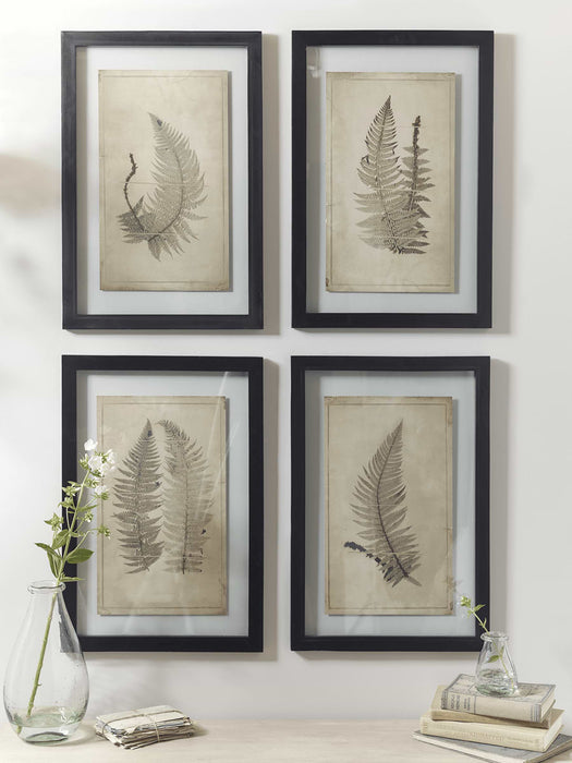 Four Framed Botanical Prints - Ferns