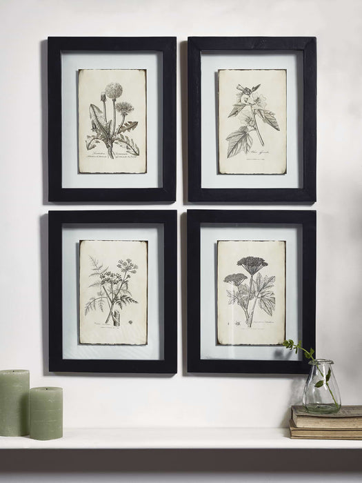 Four Framed Botanical Prints - Wild Flowers