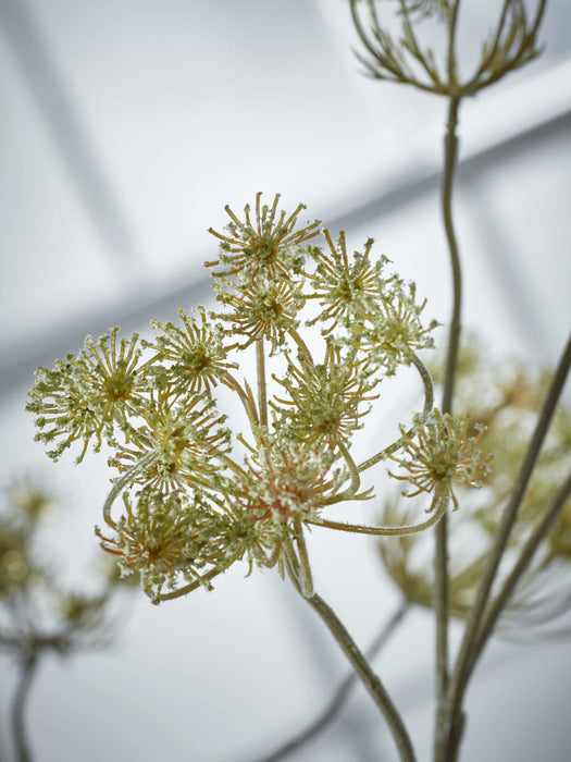 Three Queen Anne's Lace Sprays