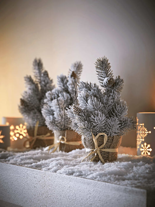 Miniature Pine Tree
