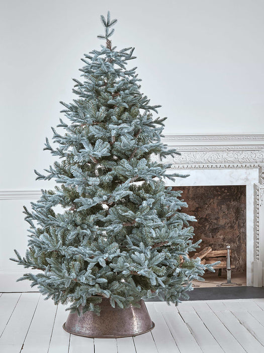 Blue Mountain Spruce Christmas Tree