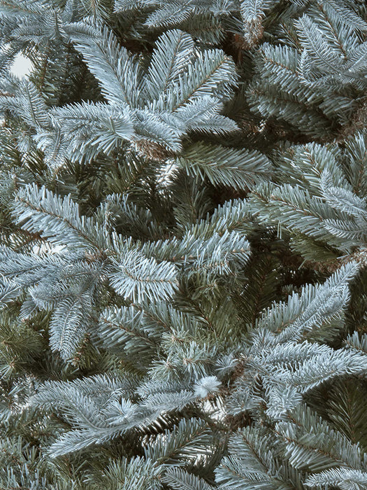Blue Mountain Spruce Christmas Tree