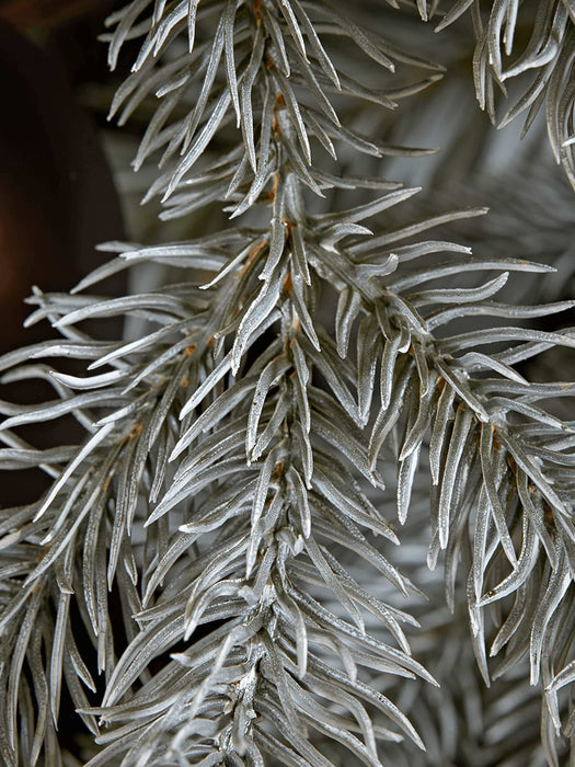 Blue Mountain Spruce Christmas Tree