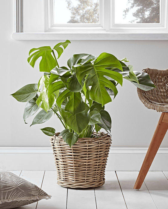 Round Rattan Planter